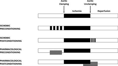 Myocardial protection in cardiac surgery: a comprehensive review of current therapies and future cardioprotective strategies